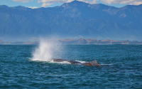 Whale watch - c Whale watch Kaikoura